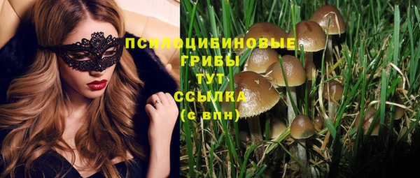 хмурый Аркадак